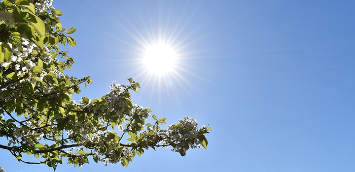 Foto på ett blommigt körsbärsträd i solen.