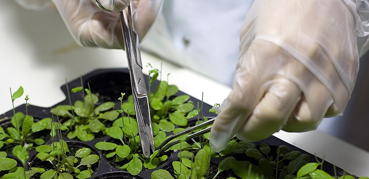 Forskare undersöker en liten grön växt