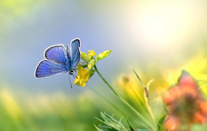 Fjäril som pollinerar blommor