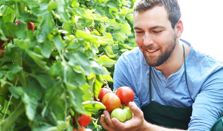 En man skördar tomater.