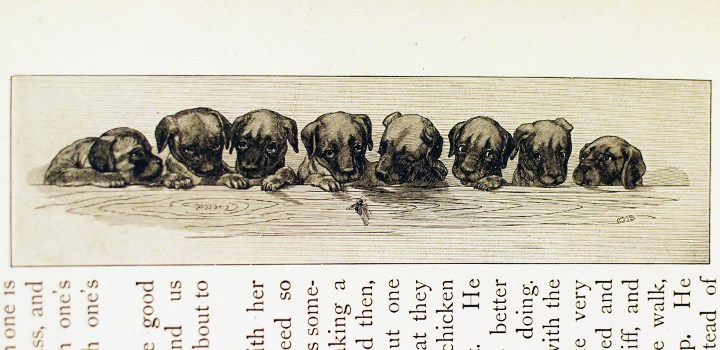Foto på ett inzoomat bokuppslag med en bild på uppradade hundvalpar.