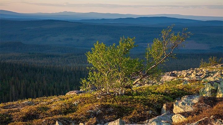 Utsikt från Fulufjället 