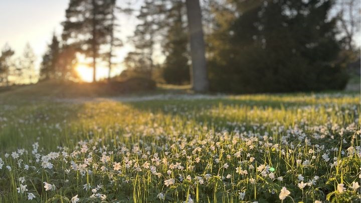 fält med vitsippor i vårsol