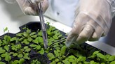 Photo of two hands examine a tray with small plants.