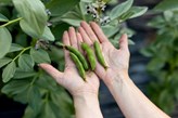 Swedish grown faba beans