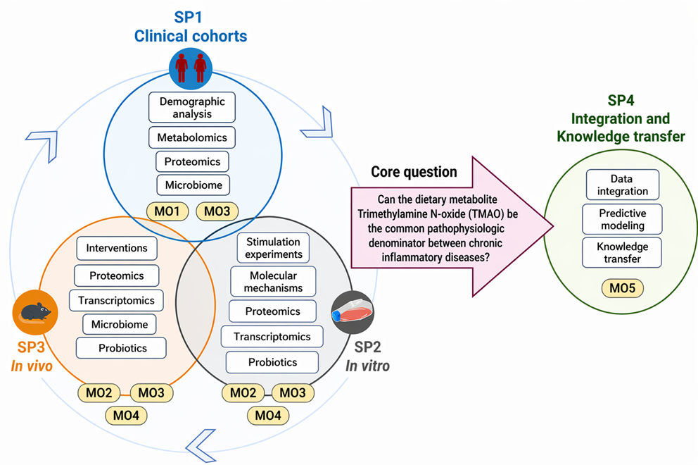 Schematic overview of the Synergy outline.