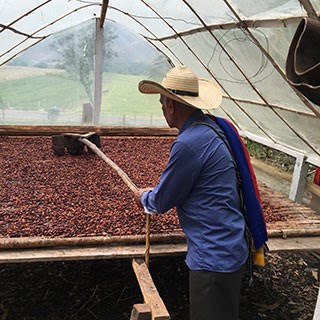 Torkning av fermenterade kakaobönor på en liten gård i Colombia