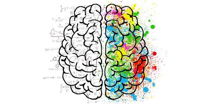Hjärnan, tecknad och delvis färglagd