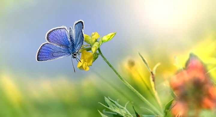 Fjäril pollinerar blomma
