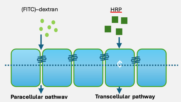 Measuring intestinal barrier permeability and transport