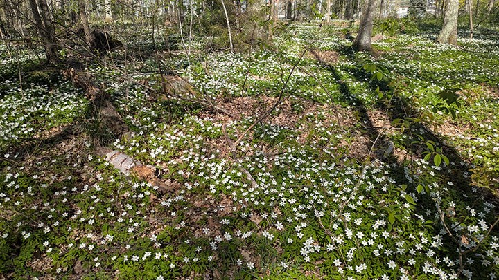 Vitsippor i skogen