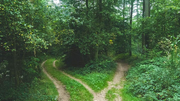 Crossroads in a forest