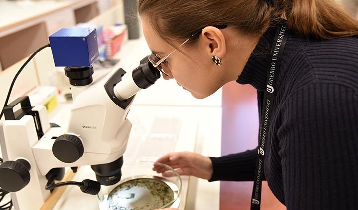 En kvinnlig forskare tittar i ett stort vitt mikroskop. Runt halsen har hon ett nyckelband som det står Örebro universitet på.