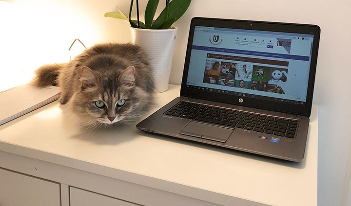 Katt och dator på en skänk. 