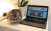 Katt och dator på en skänk.