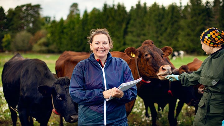 Forskaren Lisa Ekman bland kor