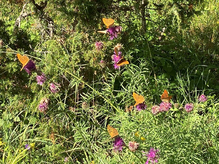 Fjärilar och klöverblommor