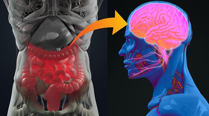 Nutrition-Gut-Brain Interaction