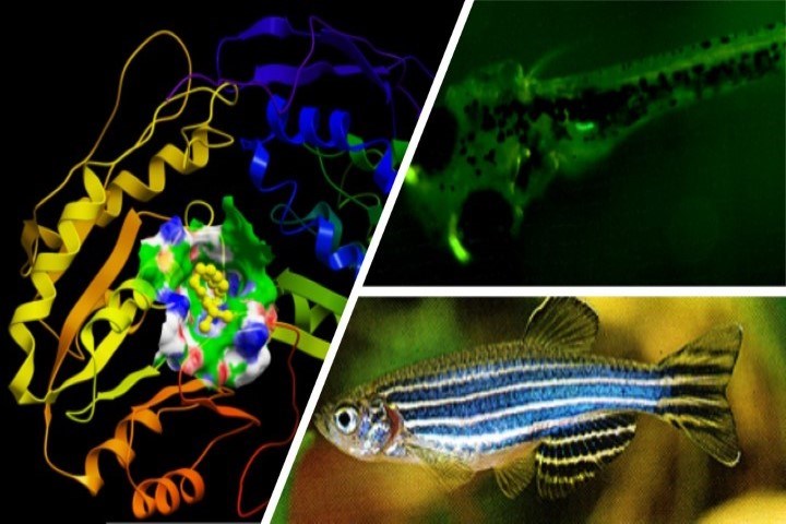 Main picture molecular biologuy