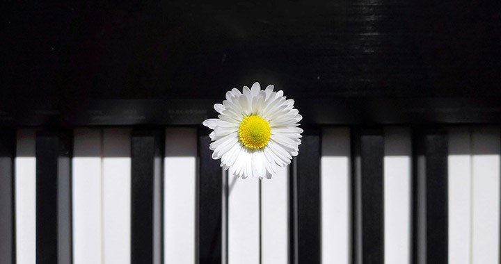 Pianotangenter och en blomma