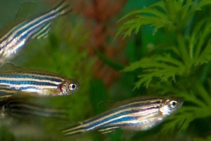 Zebra fish