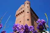 Lila blommor framför tegelbyggnad