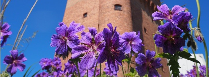 Lila blommor framför tegelbyggnad