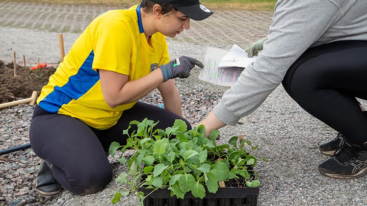 En student läser var grödorna ska planteras.