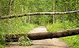 Fotografi av skogsväg med två träd blockerar vägen.