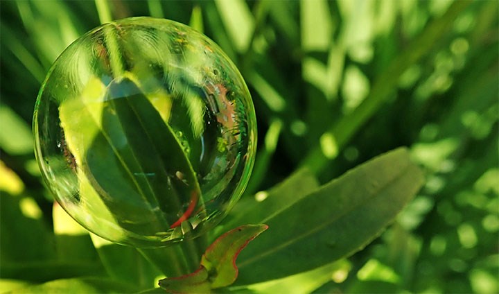 Picture showing a bubble in front of a plant.