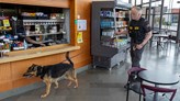 En schäfer och en man från säkerhetsföretaget Securitas vid Café Pregro på Musikhögskolan. 