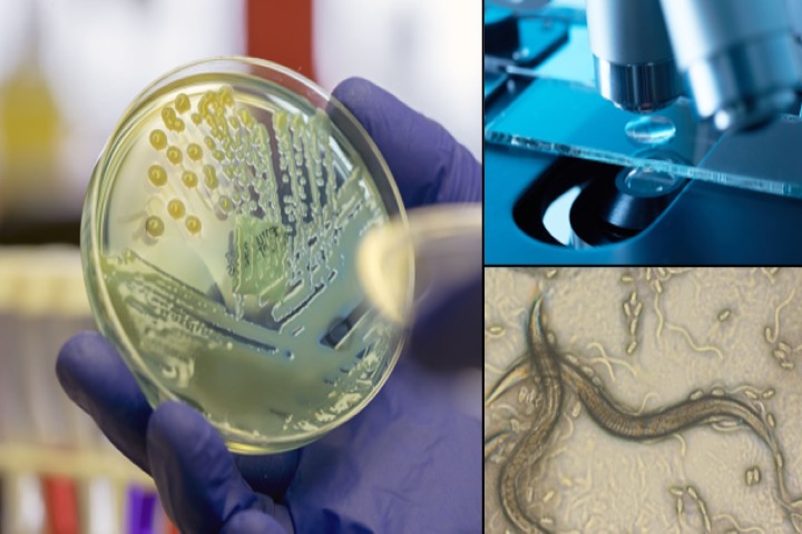 Huvudbild forskargrupp Systemimmunologi och mikrobiologi