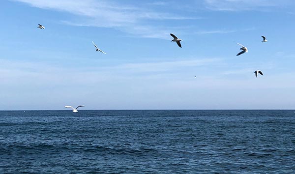 Seagulls flying at sea
