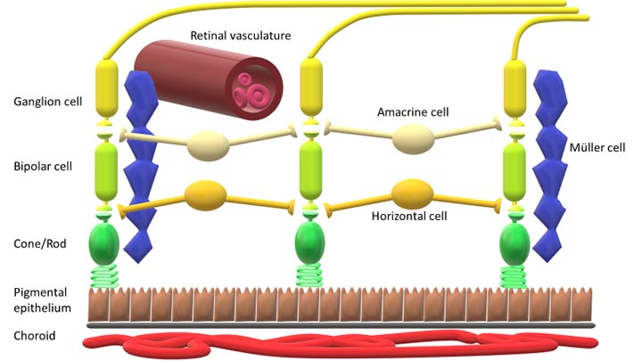 Schematisk bild av nyckelstrukturer och celler som utgör den neurovaskulära enhet i näthinnan som påverkas av diabetes.