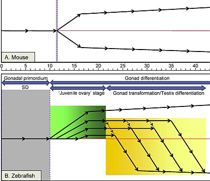 Proposed model for Zebrafish sex differentiation.