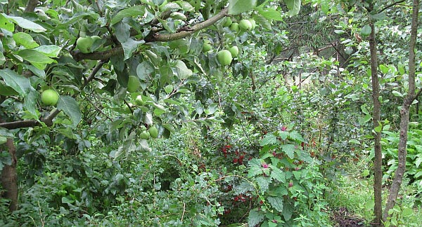 Picture showing agroforestry system.