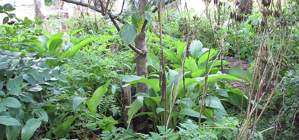 Bild som visar agroforestrysystem.