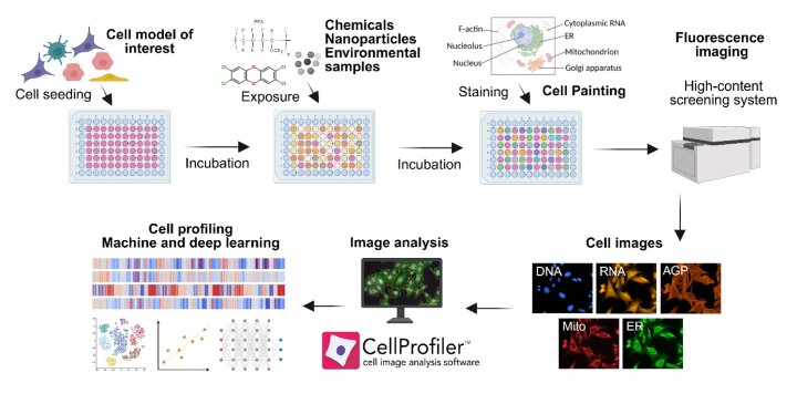 Figure 1 Experimental pipeline of the Cell Painting assay