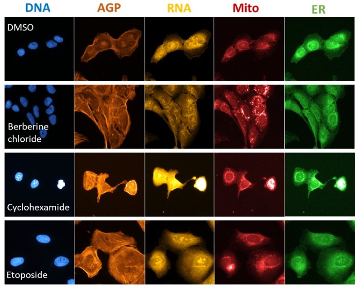 Figure 2: Morphological phenotypes of 2 os cells