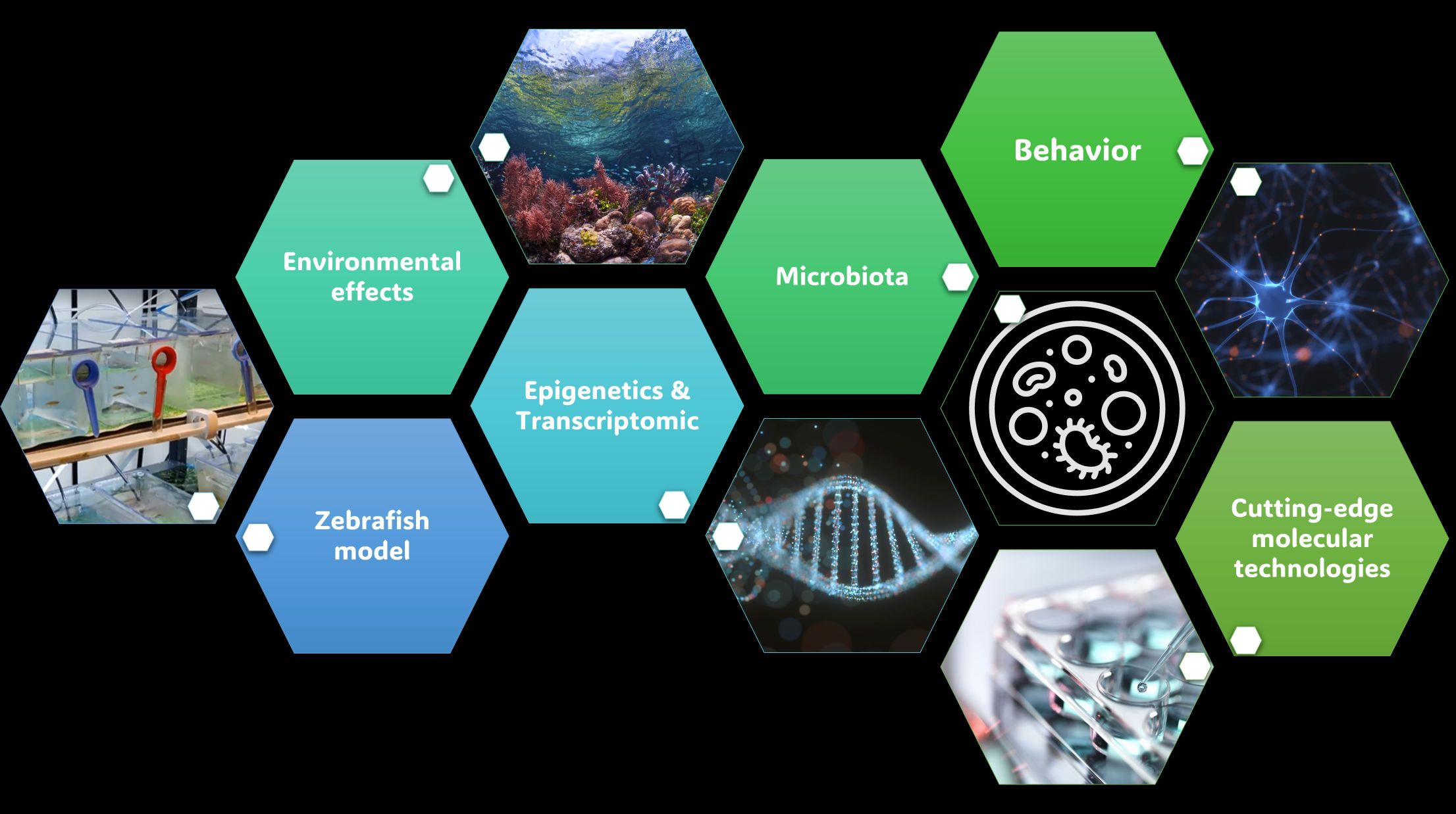 Picture describing the project.
