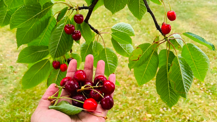 Cherries