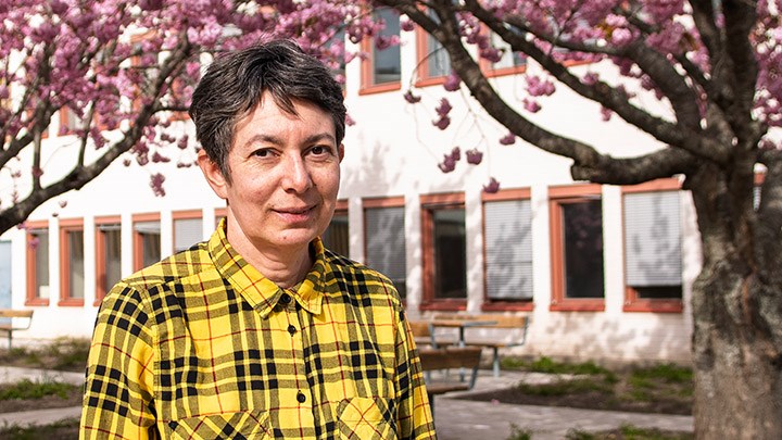 A person with a black and yellow plaid shirt standing in front of two cherry trees in full bloom.