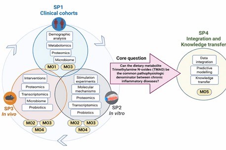Schematic overview of the Synergy outline