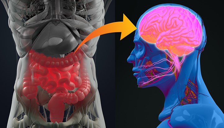 Animated image of a transparent torso where the intestinal system is visible and a transparent head where the brain is visible.