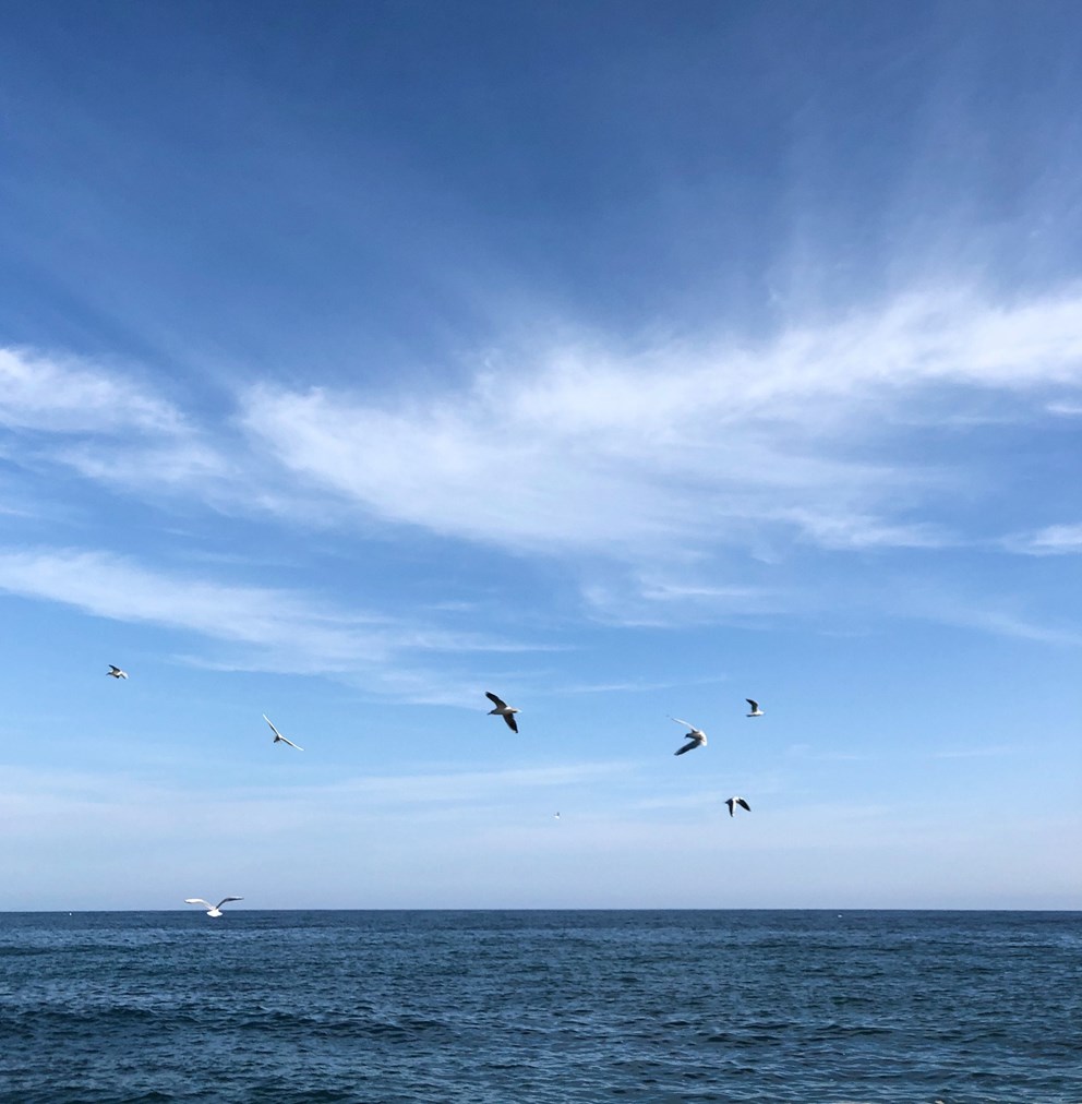 Fåglar som flyger över havet