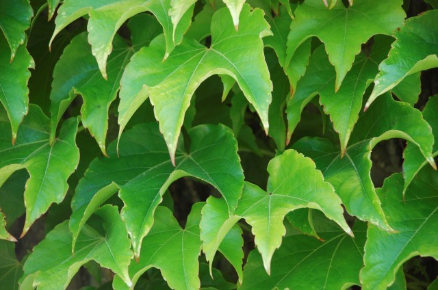 green leaves