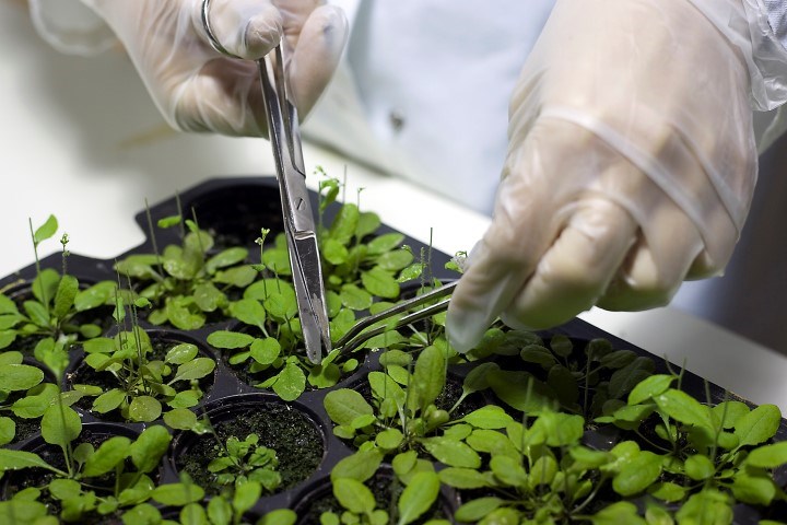 Växter i ett labb