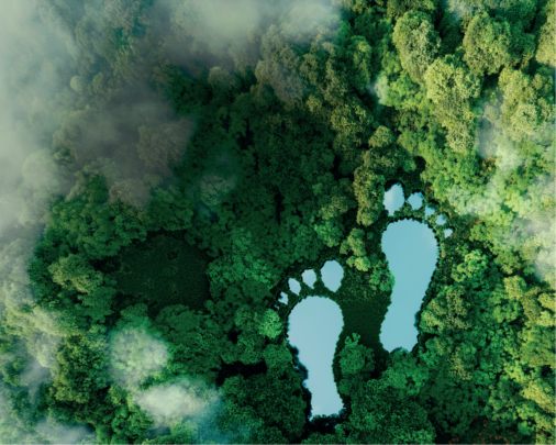 Footprints in forest