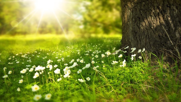 Nature with grass, white flowers, a beautiful sun and a tree.