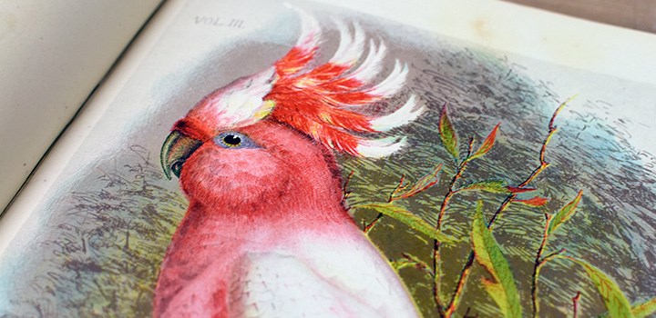 Foto på en kakadua från ett uppslag ur en bok från Mörnersamlingen.
